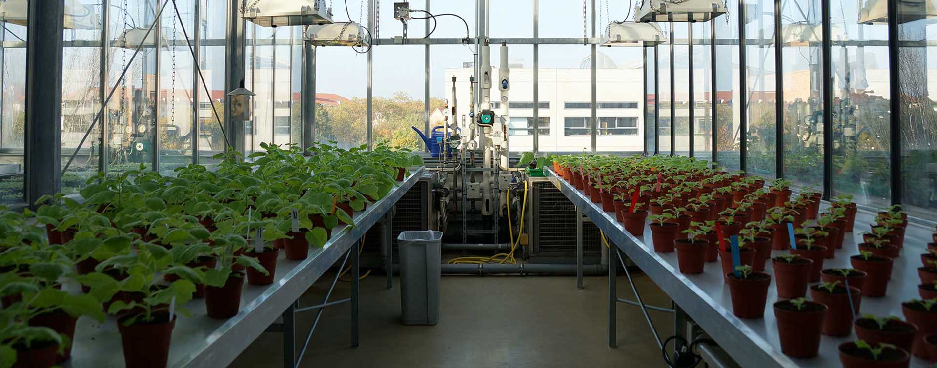 Green house chamber for Nicotiana benthamiana